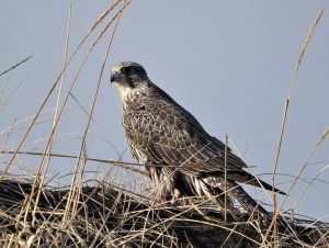 矛隼西伯利亞亞種 矛隼西伯利亞亞種