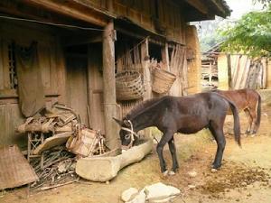 達戈自然村騾子<a name="ref_[5]"></a>