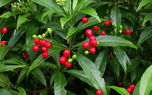 霹靂蘿芙木 霹靂蘿芙木