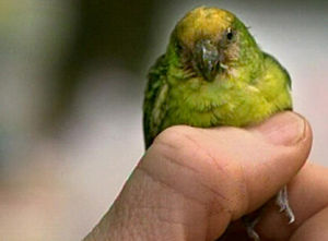 黃頂侏鸚鵡 黃頂侏鸚鵡