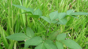 鬼針草屬 鬼針草屬