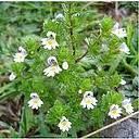 芒小米草 芒小米草