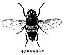 牛皮蠅圖片