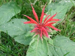 狹葉爵床(變種) 狹葉爵床(變種)