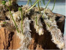 狼尾巴草 狼尾巴草