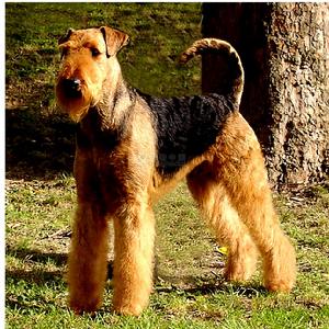 Airedale Terrier