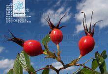 山刺玫 Rosa davurica