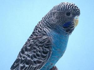 黑臉種（Blackface）