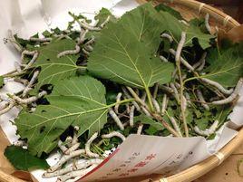 日本白羅蠶 日本白羅蠶