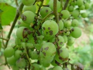 葡萄褐點病 葡萄褐點病
