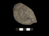 假烏拉珊瑚屬 假烏拉珊瑚屬