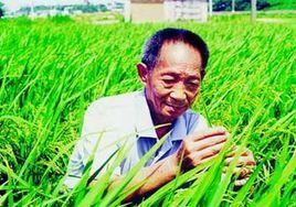 袁隆平介紹 袁隆平介紹