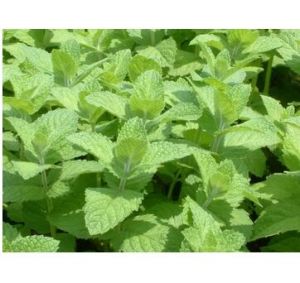 澳洲薄荷 澳洲薄荷