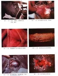 牛傳染性鼻氣管炎 牛傳染性鼻氣管炎