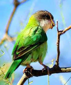 西亞拉鸚鵡 西亞拉鸚鵡