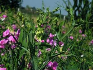 線葉山黧 線葉山黧