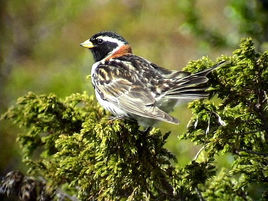 鐵爪鵐指名亞種 鐵爪鵐指名亞種