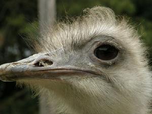 奧林巴斯SP550 UZ