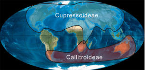 古植物地理區 古植物地理區
