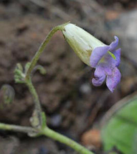 十字唇柱苣苔 十字唇柱苣苔