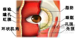 眼瞼腫瘤 眼瞼腫瘤