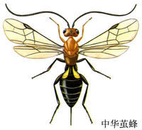 中華繭蜂 中華繭蜂