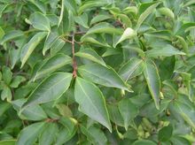 小葉石楠 小葉石楠