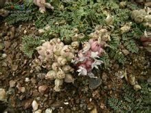 雪地黃耆（原變種）