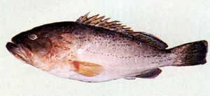 琉璃石斑魚