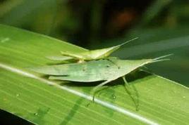 短額負蝗 短額負蝗