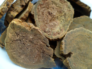 棕色刺革菌 棕色刺革菌