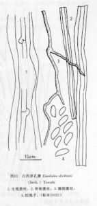 白肉迷孔菌 白肉迷孔菌