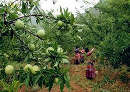 上關六月李 上關六月李