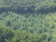 小龍門森林公園