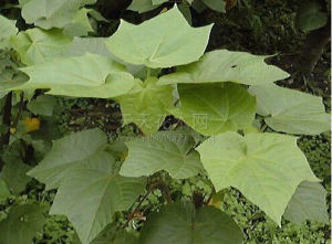 昂天蓮屬 昂天蓮屬