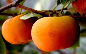 羅田甜柿 羅田甜柿