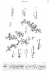 貢山長柄墊柳 貢山長柄墊柳