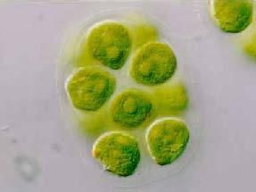 微囊藻毒素