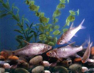 油四須䰾 油四須䰾