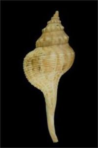 土豚拳螺 土豚拳螺