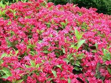 紅王子錦帶花栽培