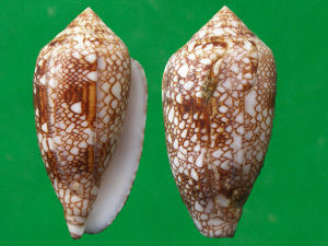 虎斑芋螺 虎斑芋螺