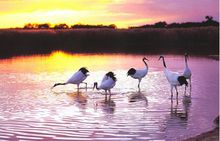 莫莫格國家級自然保護區