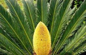 攀枝花蘇鐵 攀枝花蘇鐵