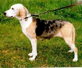 達尼克犬 達尼克犬