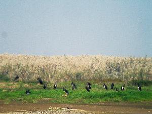 半邊湖黑鸛（ 國家一級保護動物）