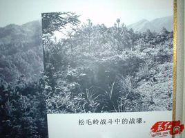 松毛嶺戰役 松毛嶺戰役