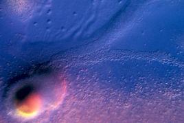 非細胞粘菌 非細胞粘菌