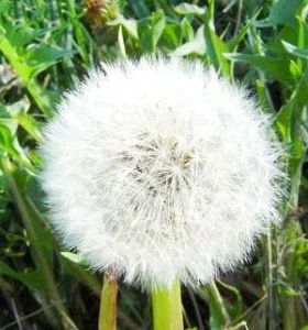 霧靈蒲公英 霧靈蒲公英