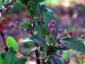 大樟葉越桔 大樟葉越桔